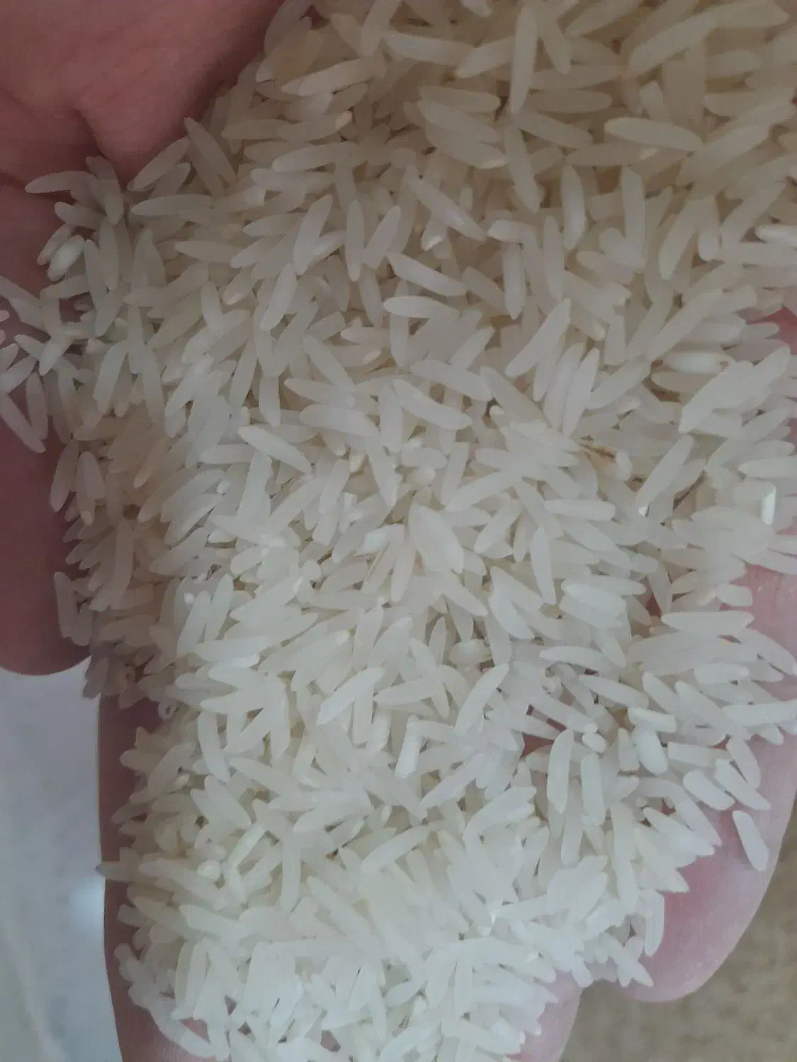 برنج فجر|خوردنی و آشامیدنی|بندر ترکمن, |دیوار