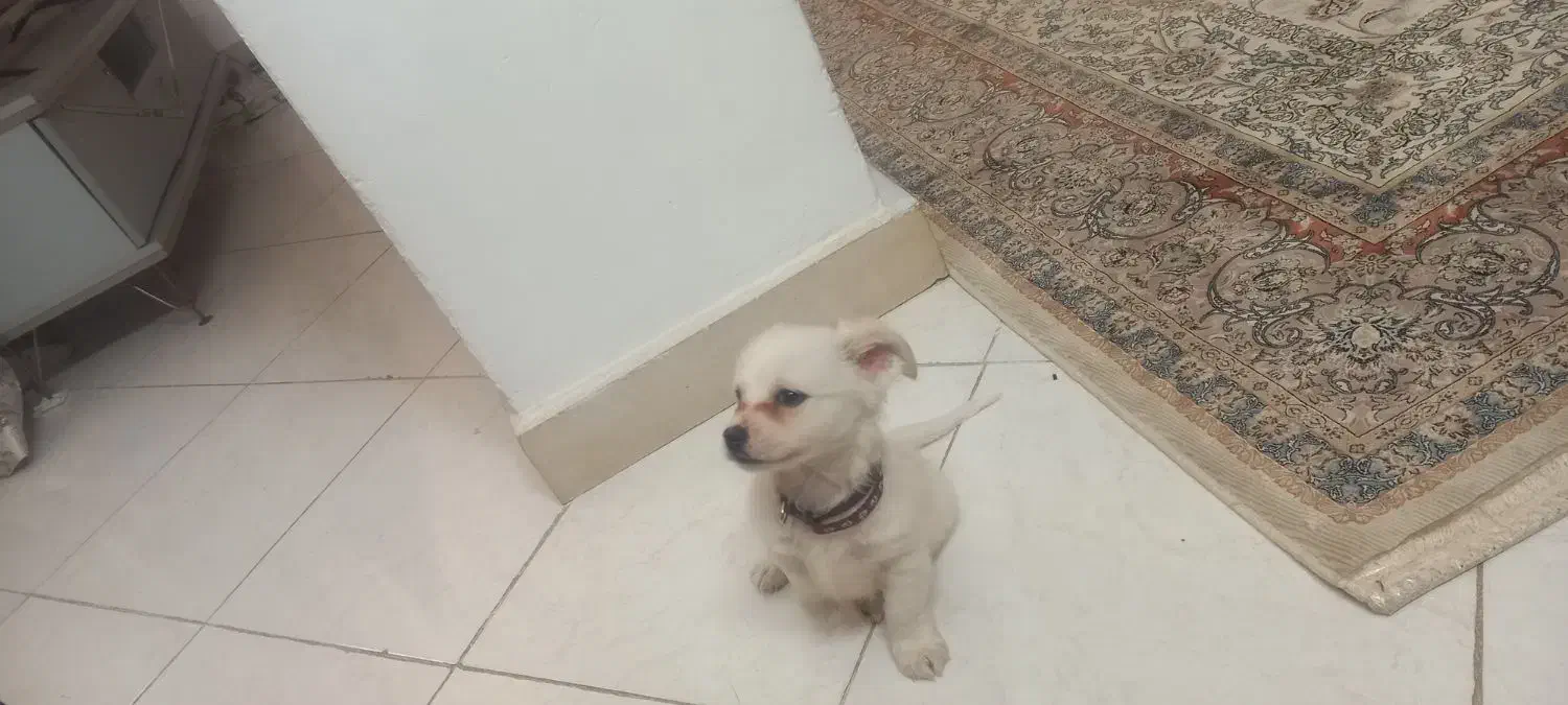 توله اشپیتز ۳ماه با ادب|سگ|کهریزک, |دیوار