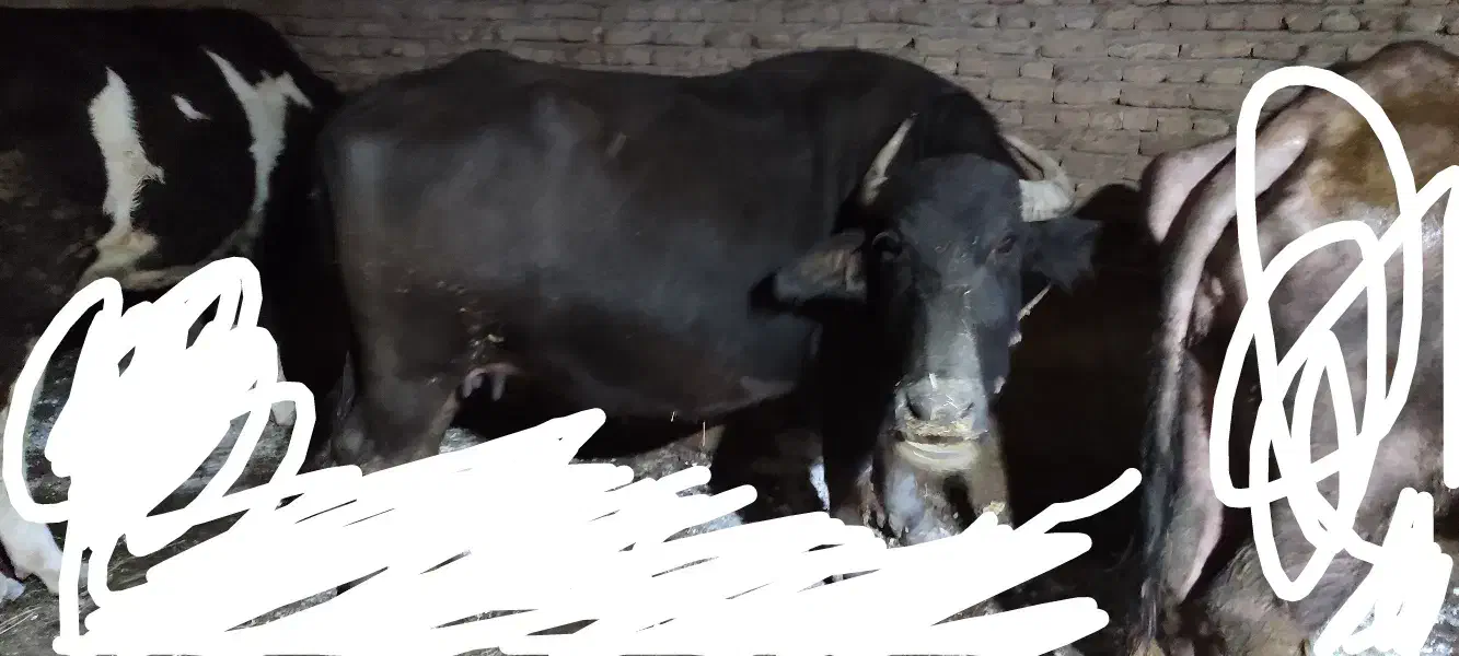 یک راس گاومیش|حیوانات مزرعه|اردبیل, |دیوار