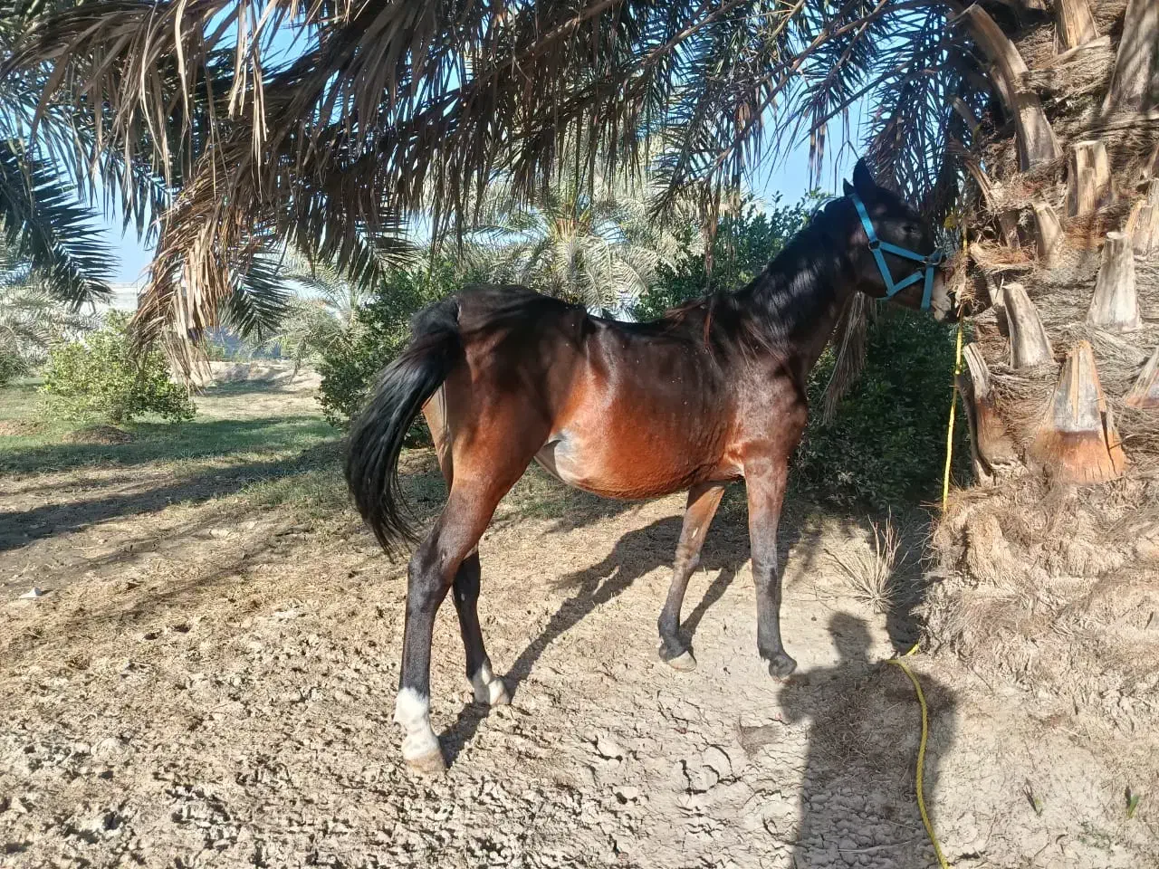 حیوانات|اسب و تجهیزات اسب‌سواری|بندرعباس, |دیوار