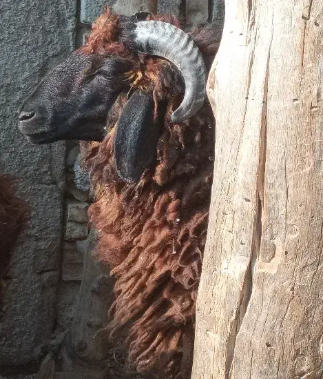 بره نر|حیوانات مزرعه|شادگان, |دیوار