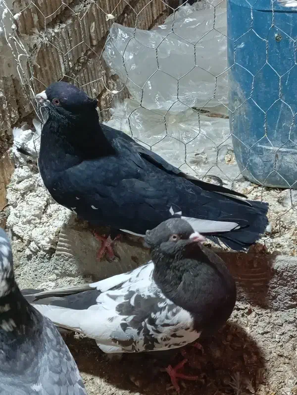 جفت سینه|حیوانات|داراب, |دیوار