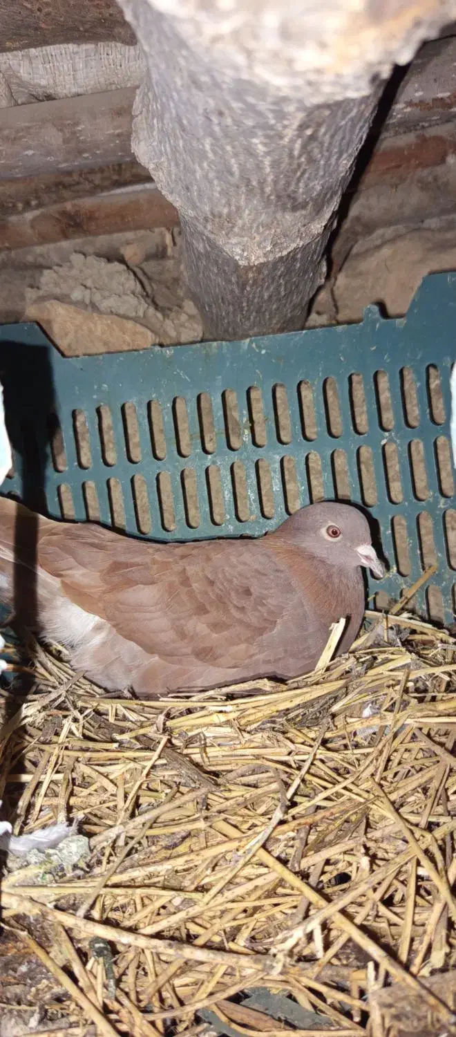 کبوتر|پرنده|منجوان, |دیوار