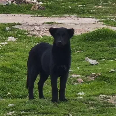 توله ماده|سگ|سرپل ذهاب, |دیوار