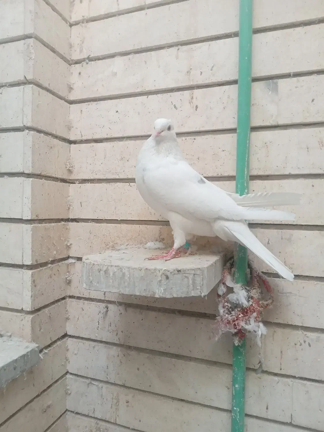 کبوترپرشی تهرونی|پرنده|اصفهان, ارغوانیه|دیوار