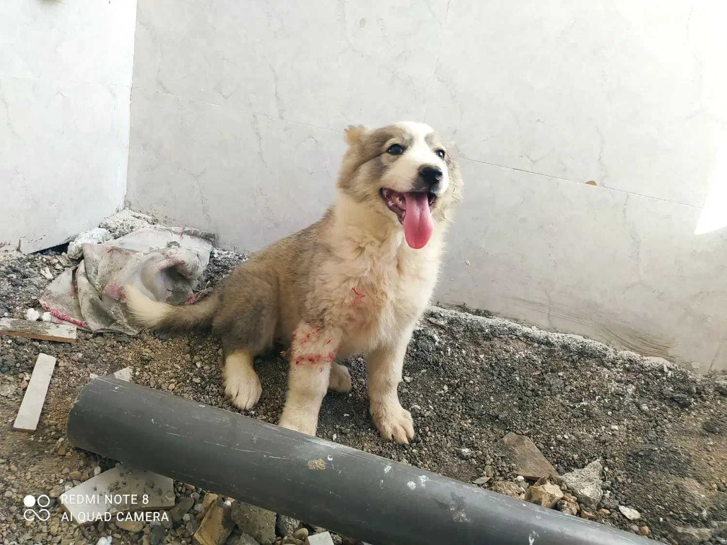 توله سگ|حیوانات|دزفول, |دیوار