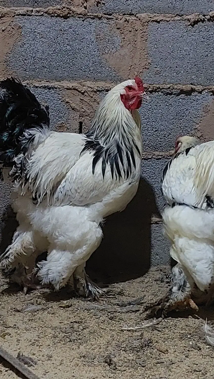 برهما|حیوانات مزرعه|سیستان, |دیوار