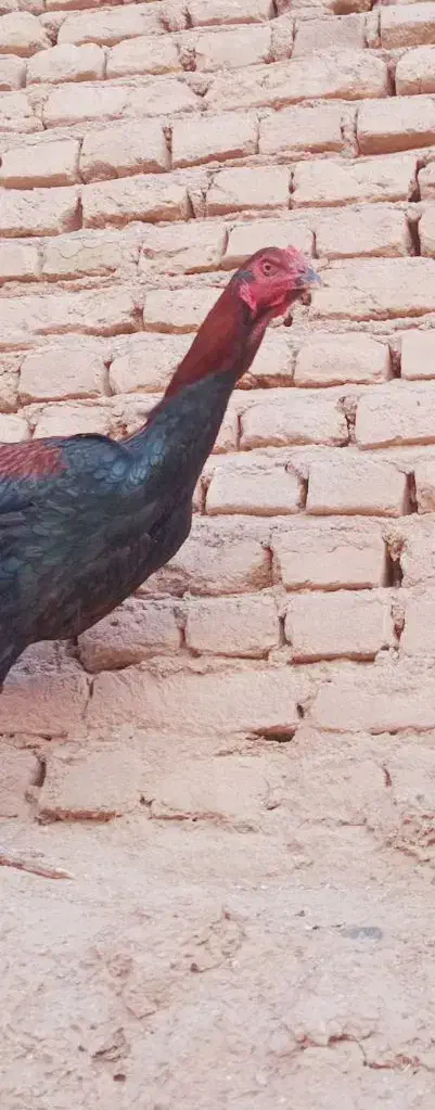 خروس لاری ۱۰ ماهه هنوز اذان نمیده|حیوانات مزرعه|تربت جام, شهرک آزادگان|دیوار