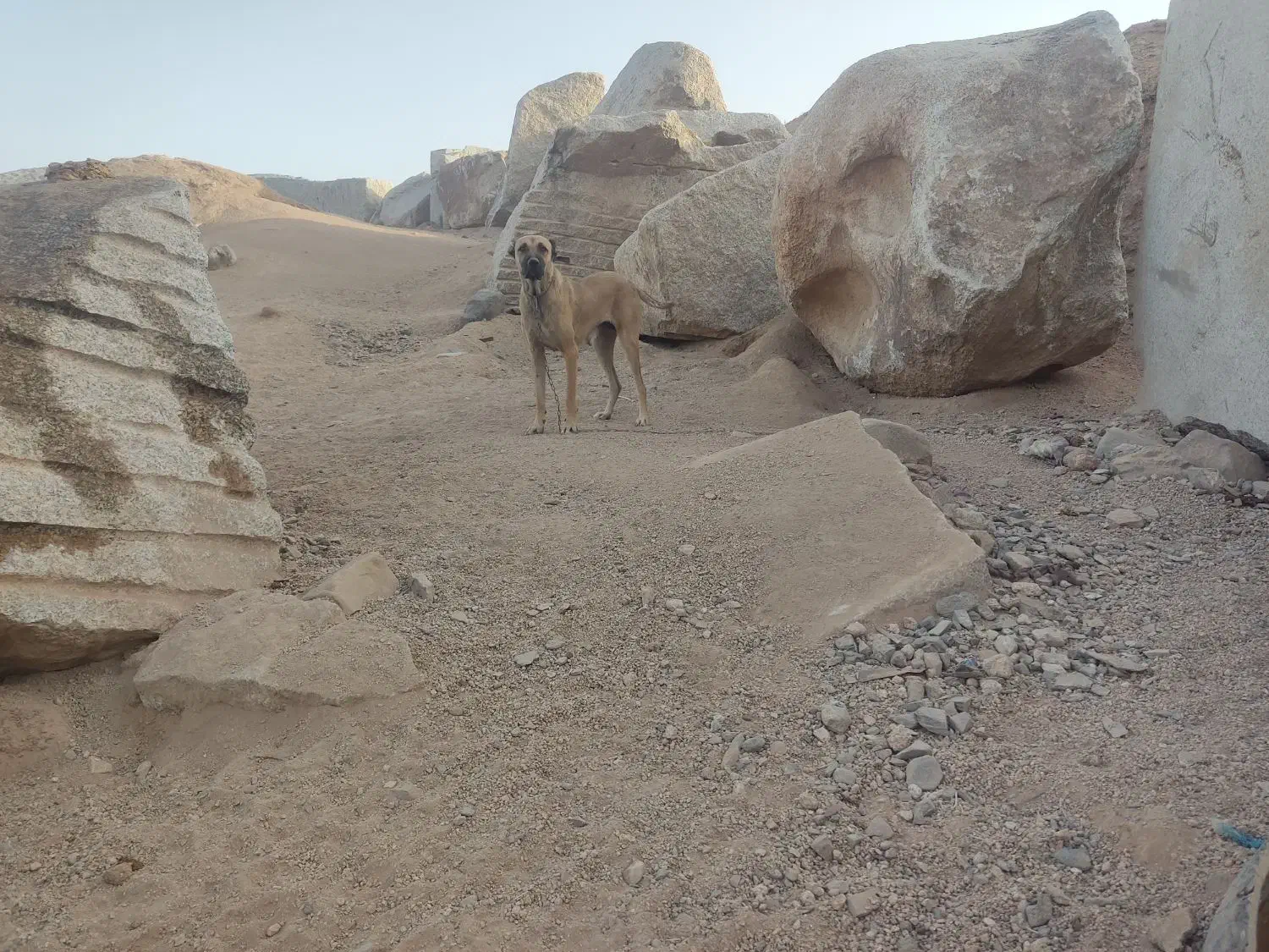 دو قلاده سگ سرابی|سگ|نهبندان, |دیوار
