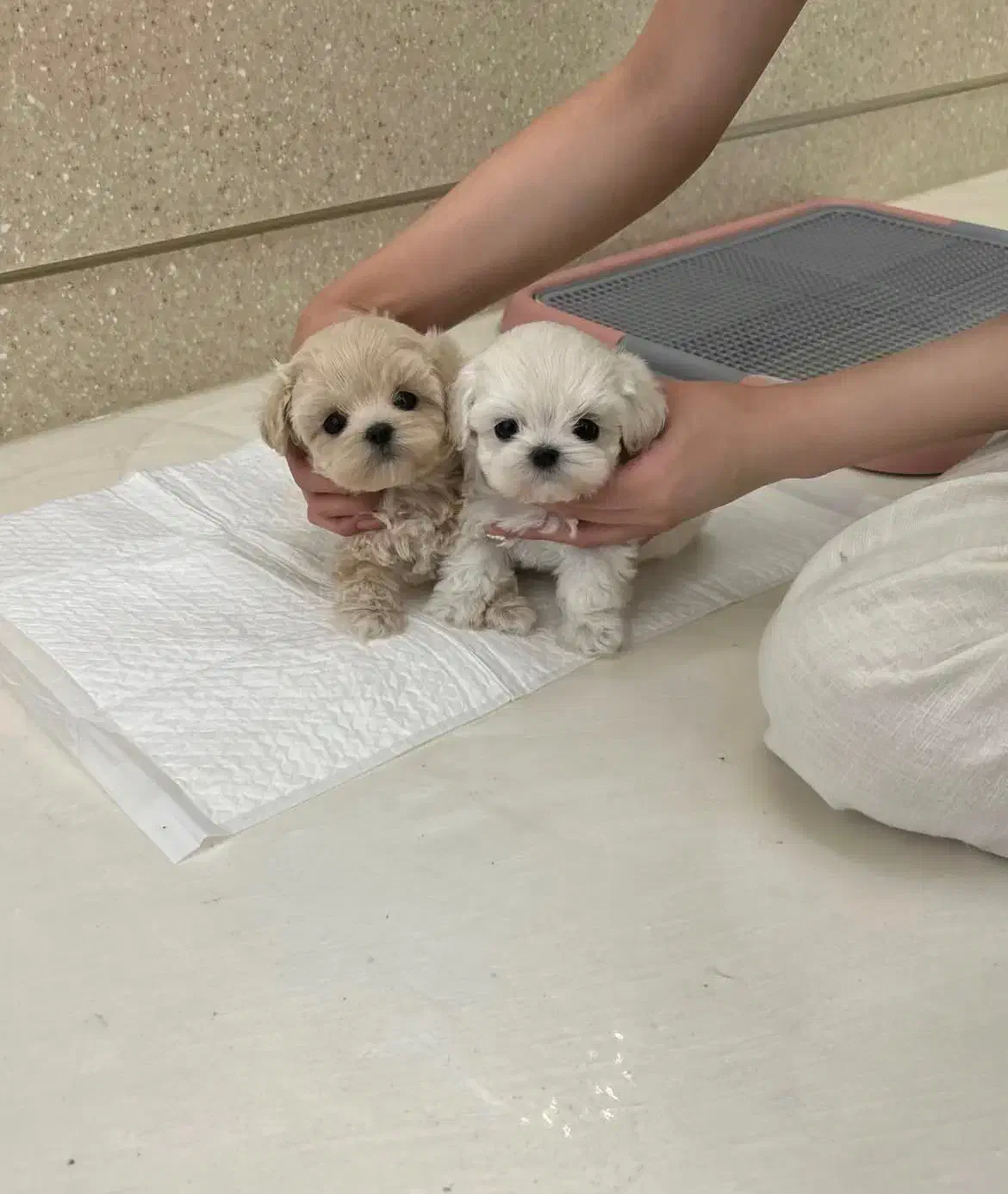 maltipo mini|سگ|تهران, خرمشهر|دیوار