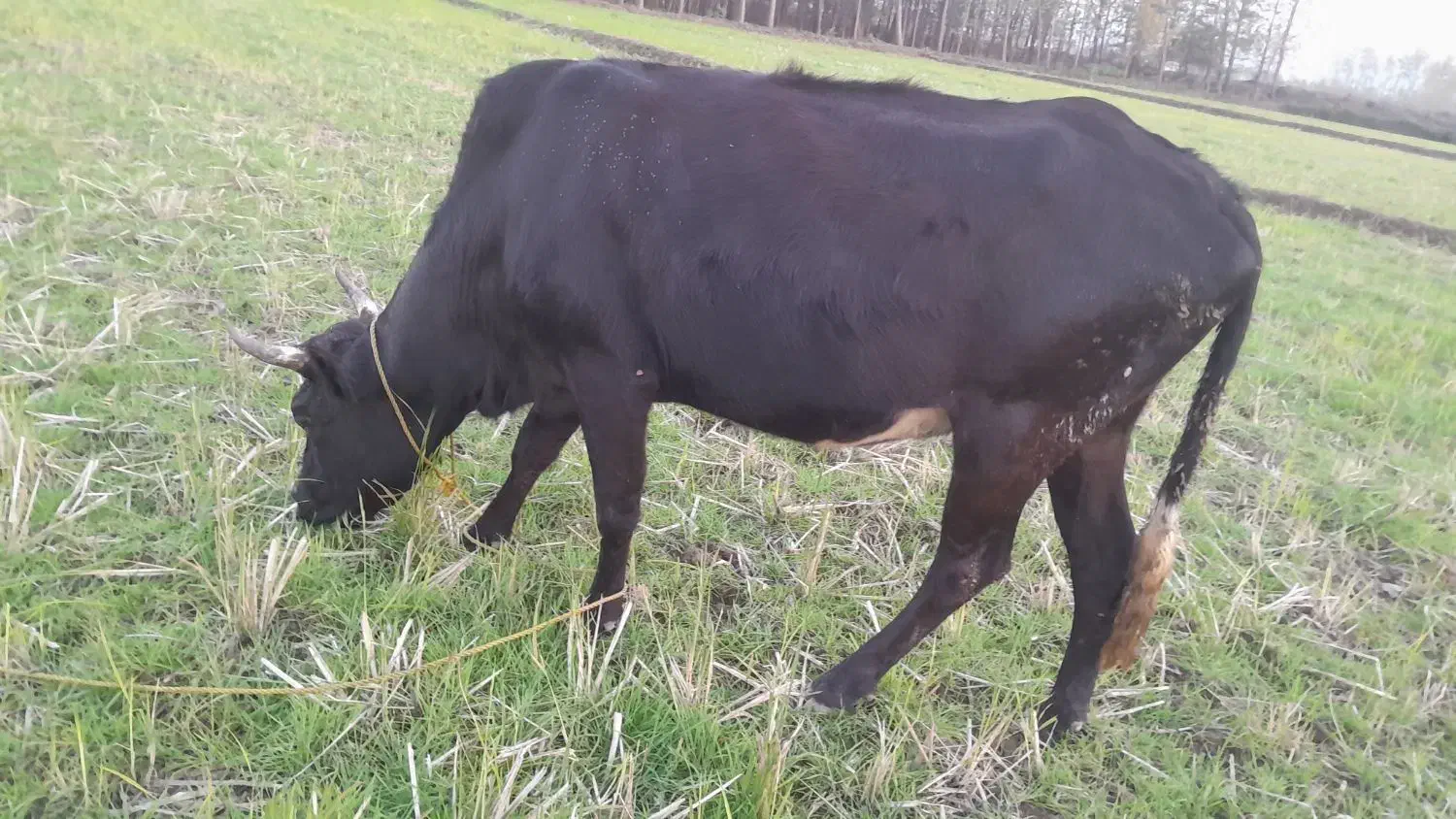 گاو چالوسی|حیوانات مزرعه|سنگر, |دیوار