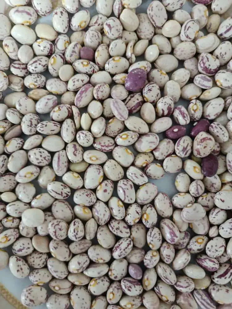 لوبیا چیتی|خوردنی و آشامیدنی|شیراز, باغشهر اهل بیت|دیوار