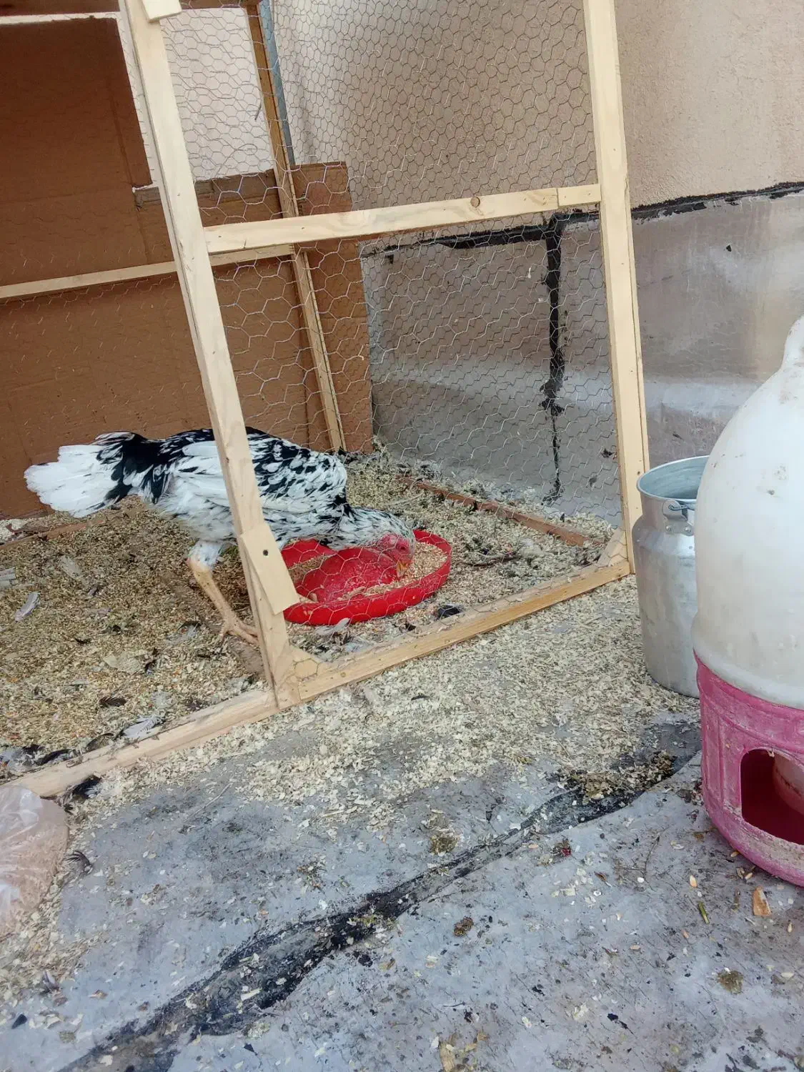 لاری|حیوانات مزرعه|تهران, دانشگاه شریف|دیوار