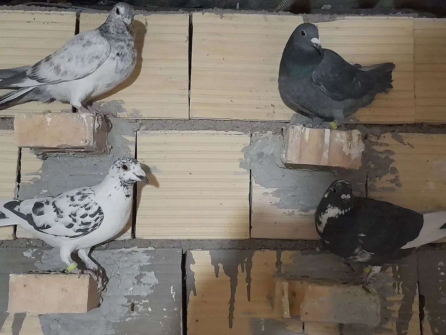 پلاکی|پرنده|آباده, |دیوار