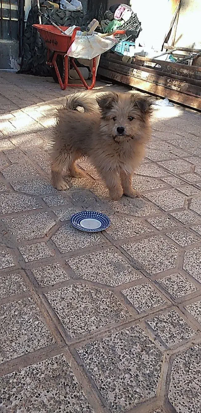 سگ شیتزو پشمالو نر|سگ|کاشمر, |دیوار