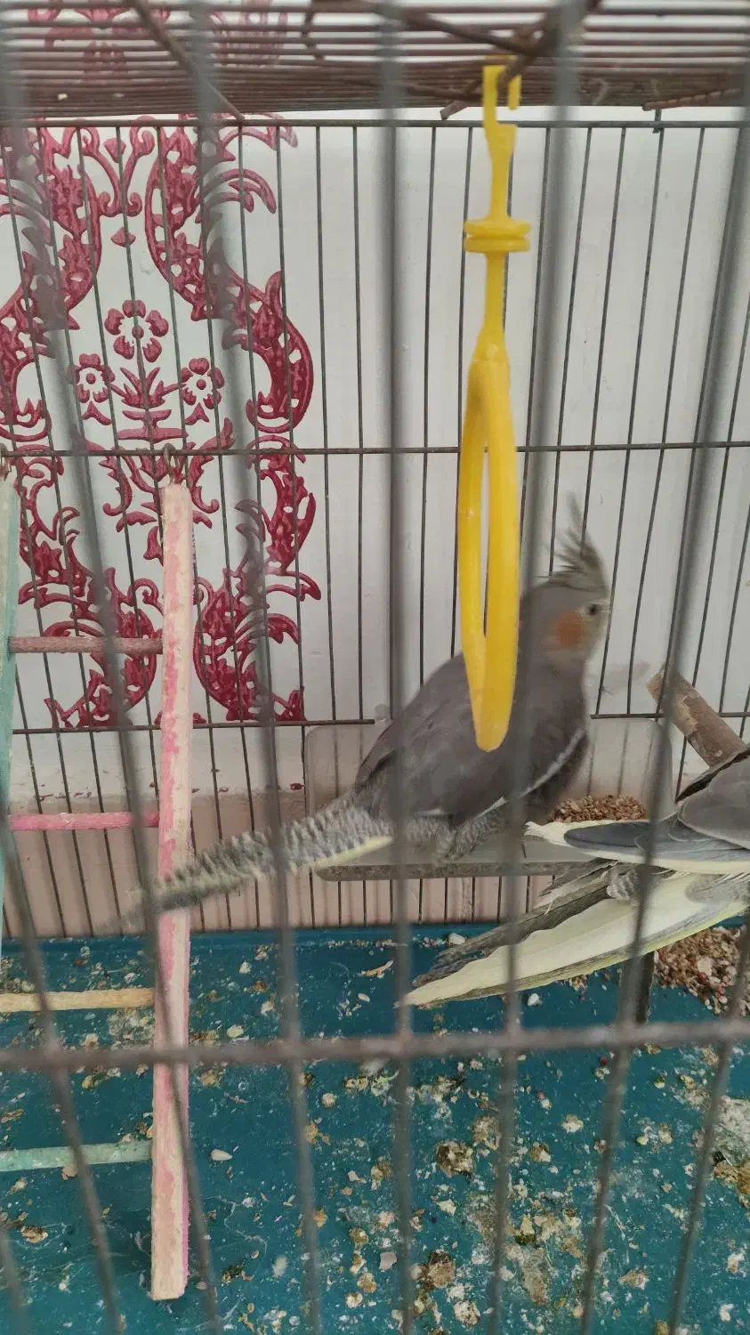 عروس هلندی|پرنده|سنندج, |دیوار