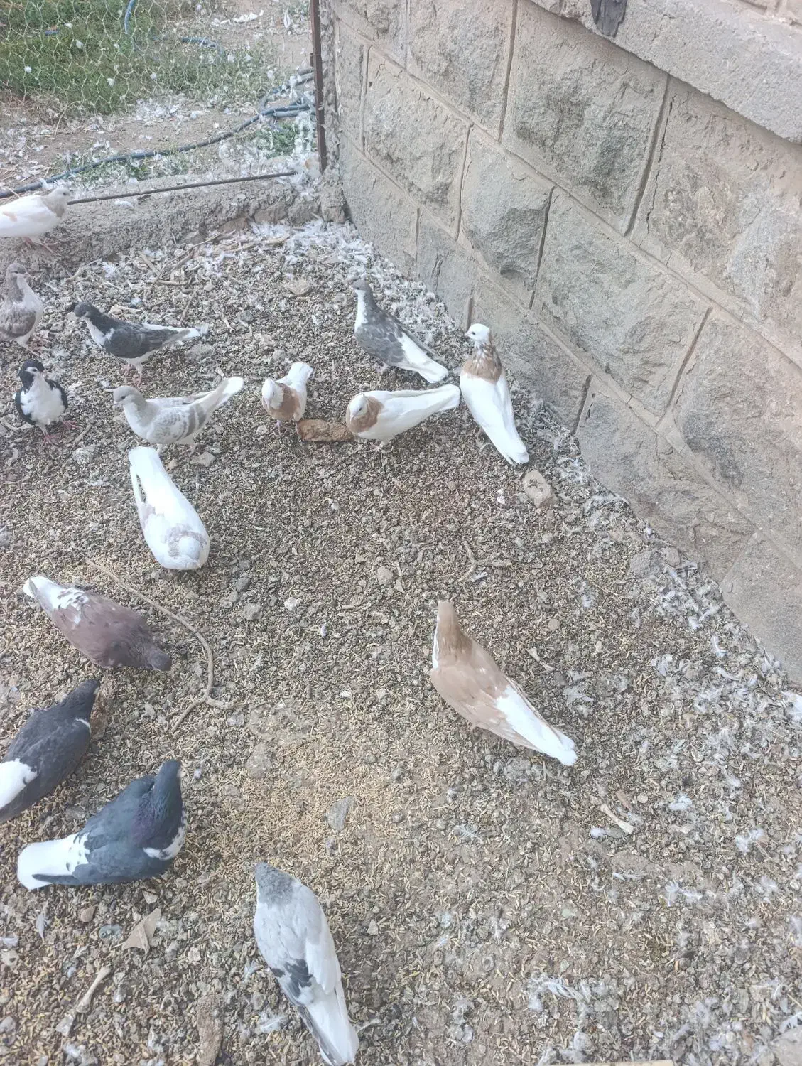 کبوتر ساده و طوقی|پرنده|نیشابور, راه آهن|دیوار