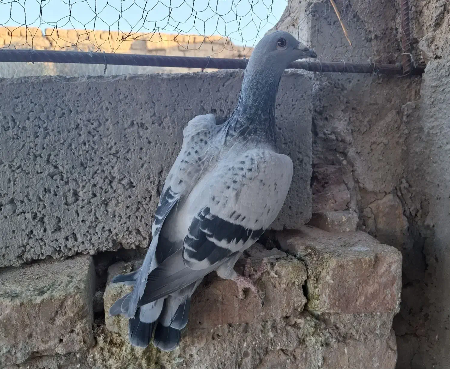 پلاکی|پرنده|کوهبنان, |دیوار