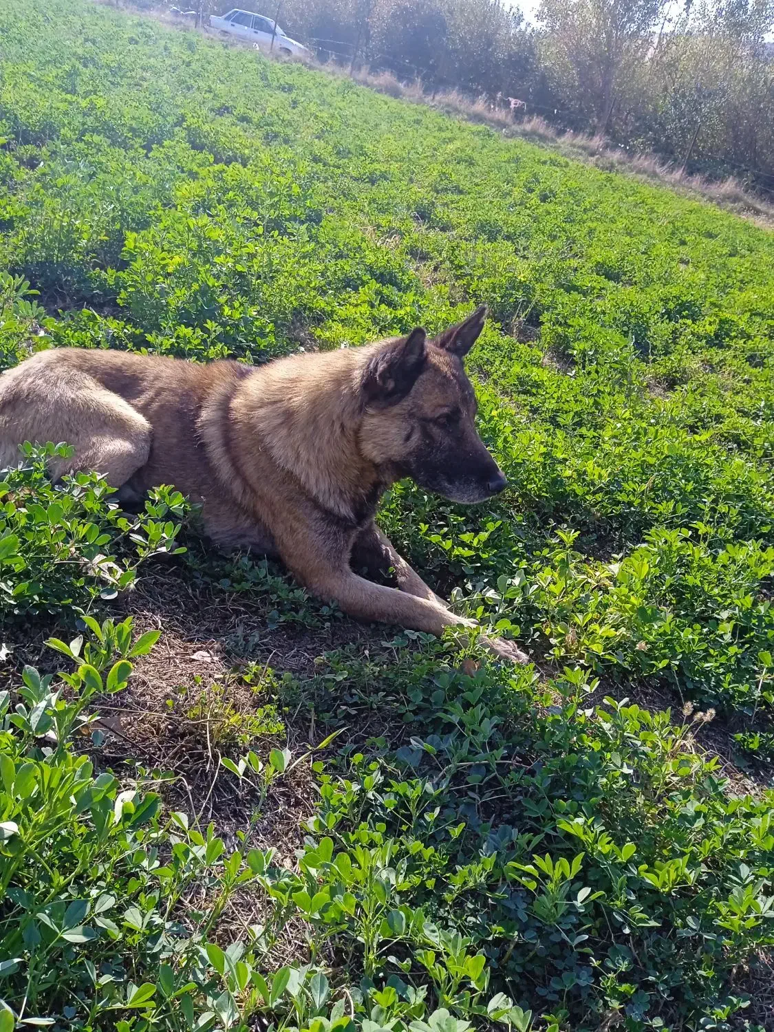 سگ گرگی نر|سگ|مشگین شهر, |دیوار