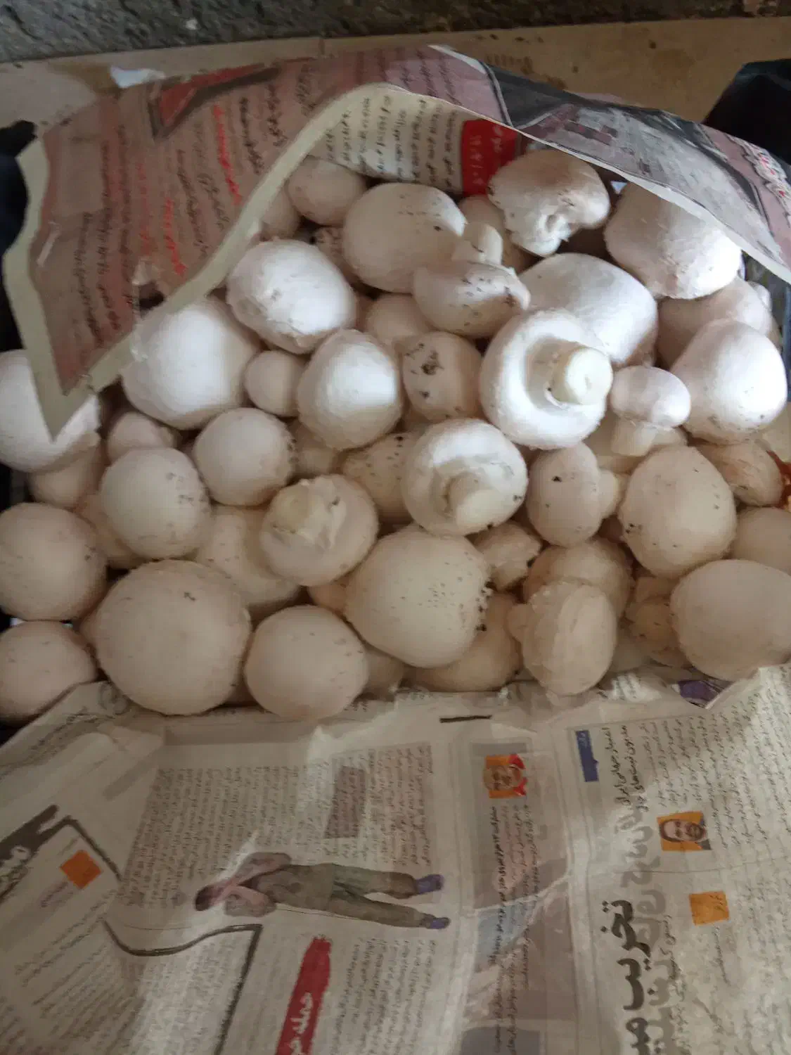 کمپوست مصرف شده|گل و گیاه طبیعی|زاویه, |دیوار