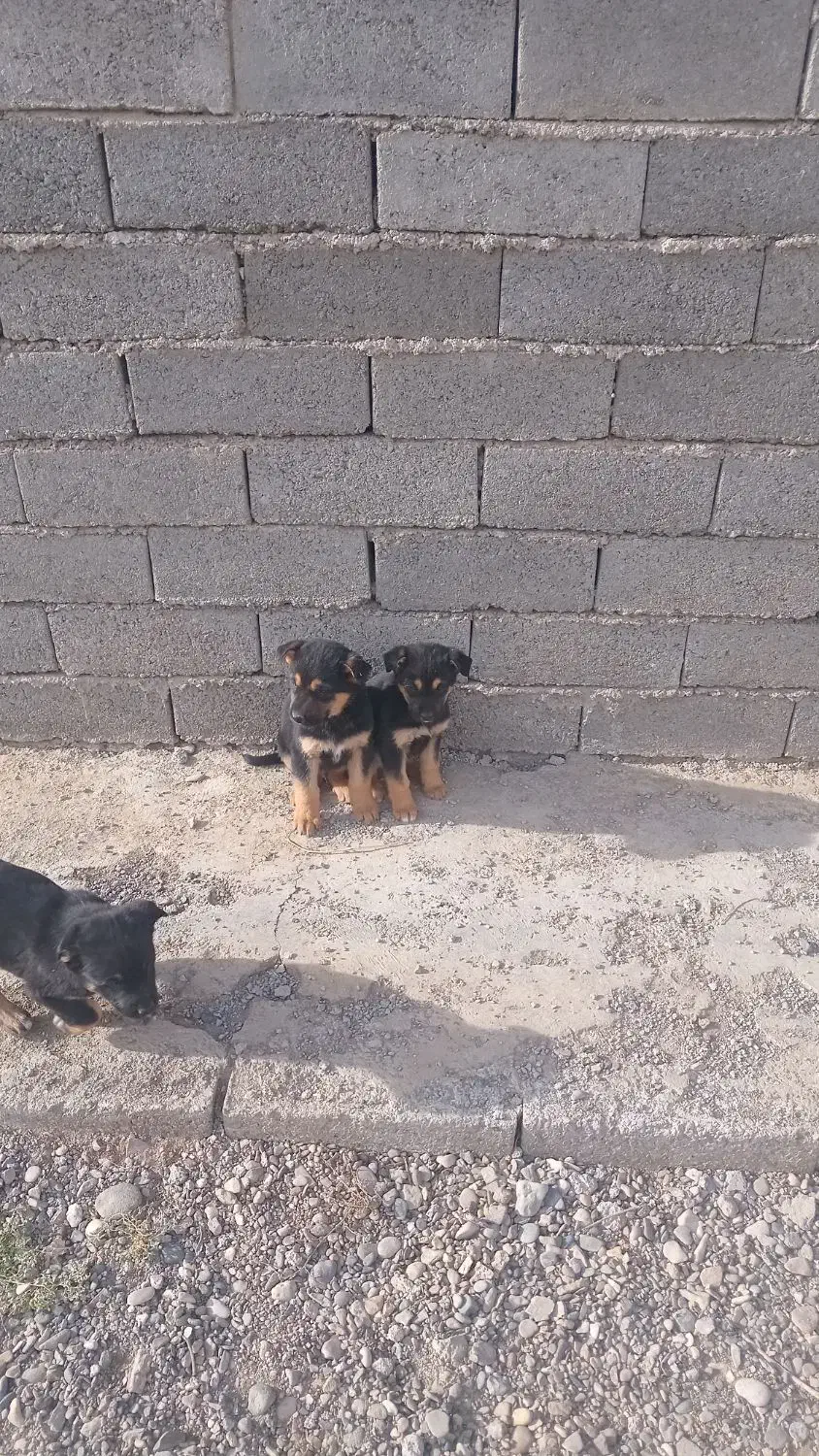 سگ خوب|سگ|حلب, |دیوار