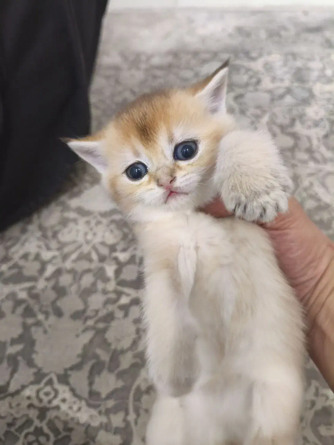 واگذاری گربه|گربه|تهران, آهنگران (سراسیاب دولاب)|دیوار