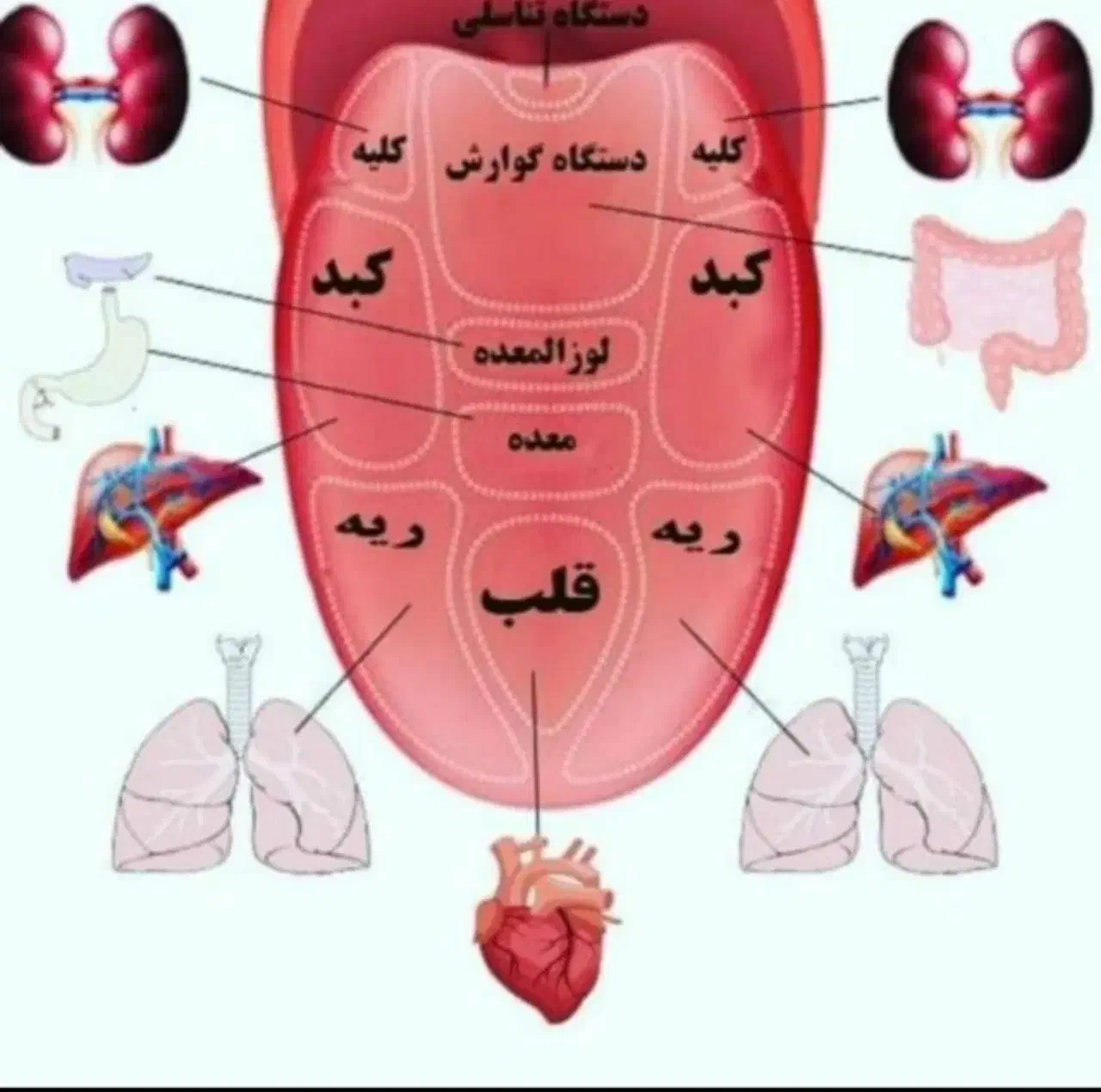 مشاور و متخصص طب سنتی|خدمات آموزشی|رشت, حومه رشت|دیوار