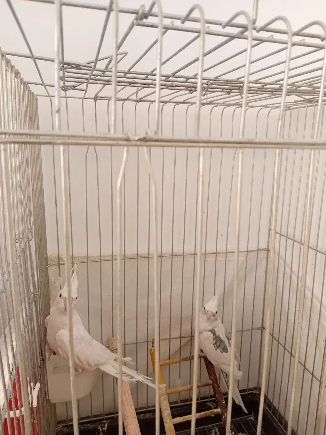 یه جفت عروس هلندی مولد البینو همراه قفس بزرگ لانه|پرنده|شهریار, شهرک وائین|دیوار