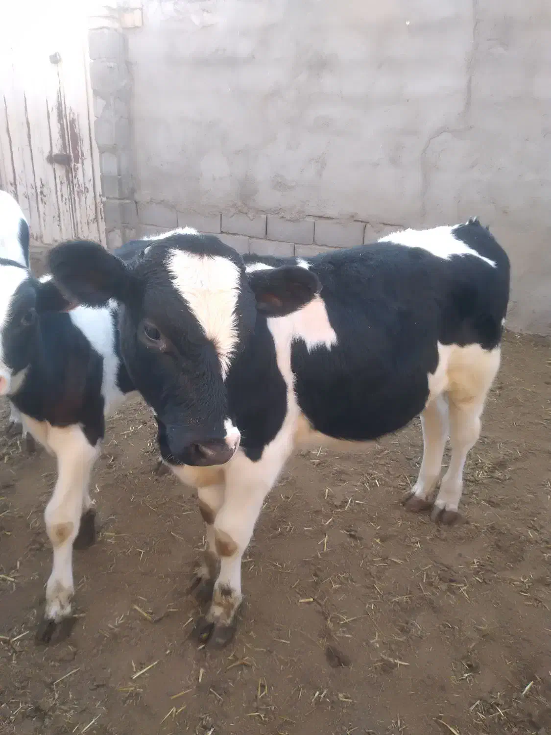 گاو گوساله جوانه|حیوانات مزرعه|نیشابور, دربقاضی|دیوار