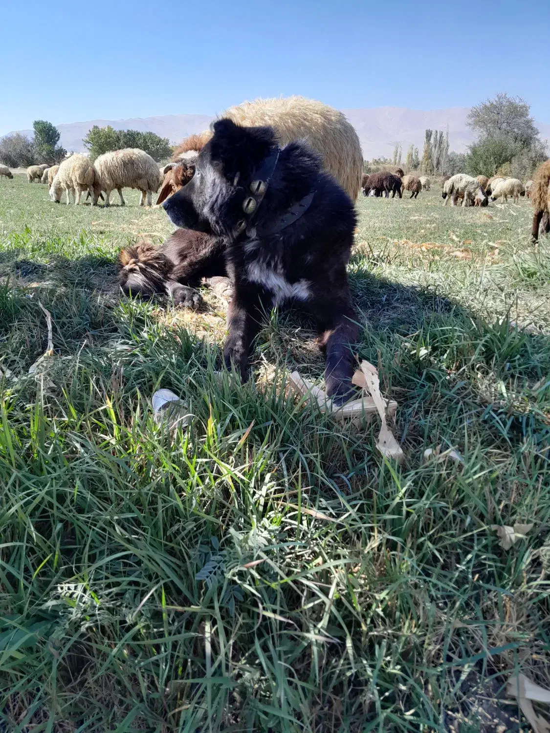 سگ قدریجونی|سگ|خمین, |دیوار