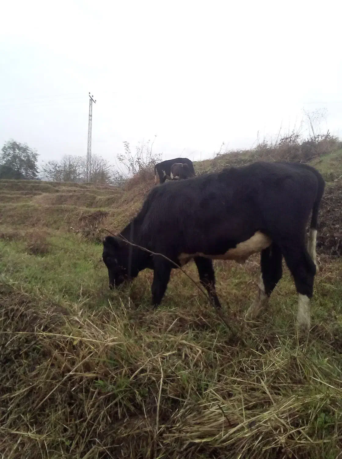 گاو نر|حیوانات مزرعه|رانکوه, |دیوار