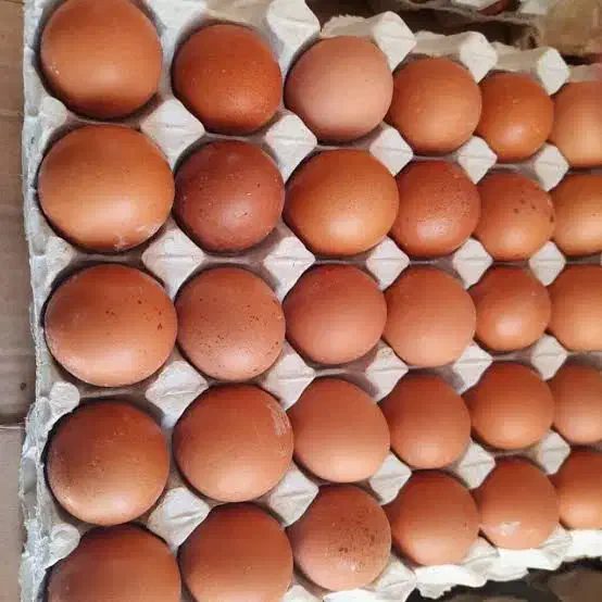 تخم مرغ رسمی و بومی زیر قیمت|خوردنی و آشامیدنی|پاکدشت, پاکدشت (مامازند)|دیوار