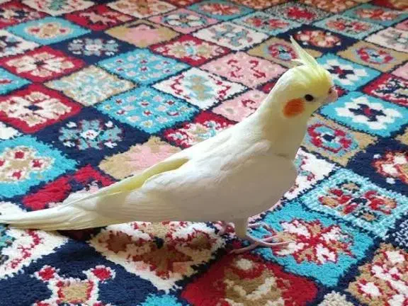 گمشده|اشیا|دوگنبدان, |دیوار