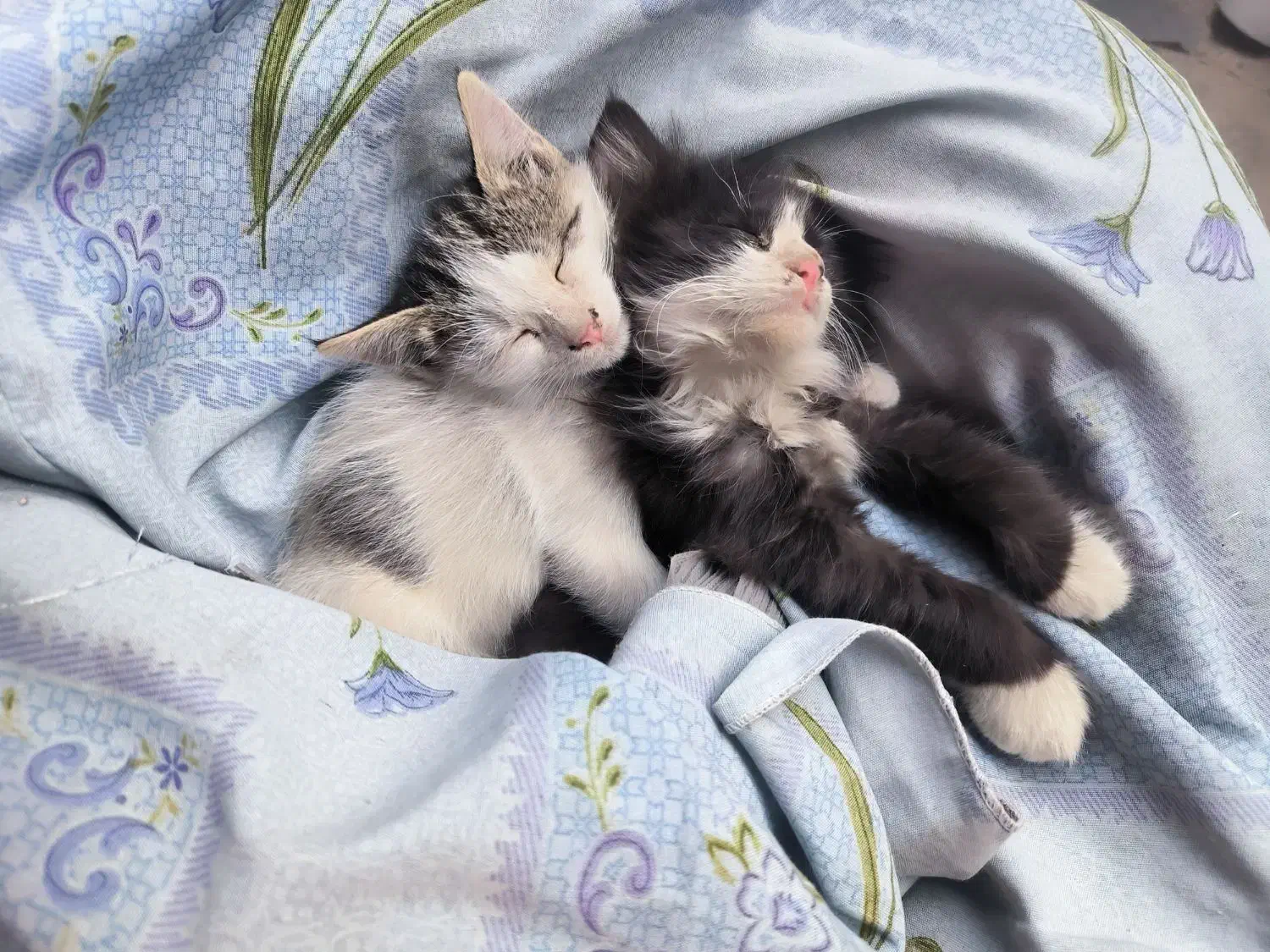 بچه گربه گم شده محدوده باغمیشه|حیوانات|تبریز, |دیوار