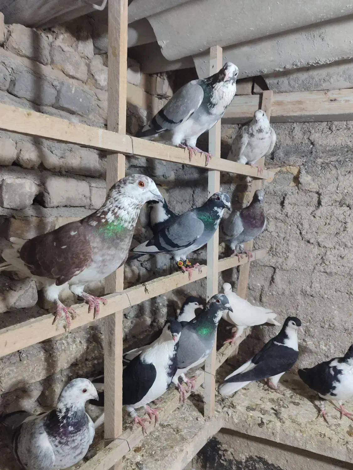 رنگه همه باهم دونه 500|پرنده|مشهد, کوشش|دیوار