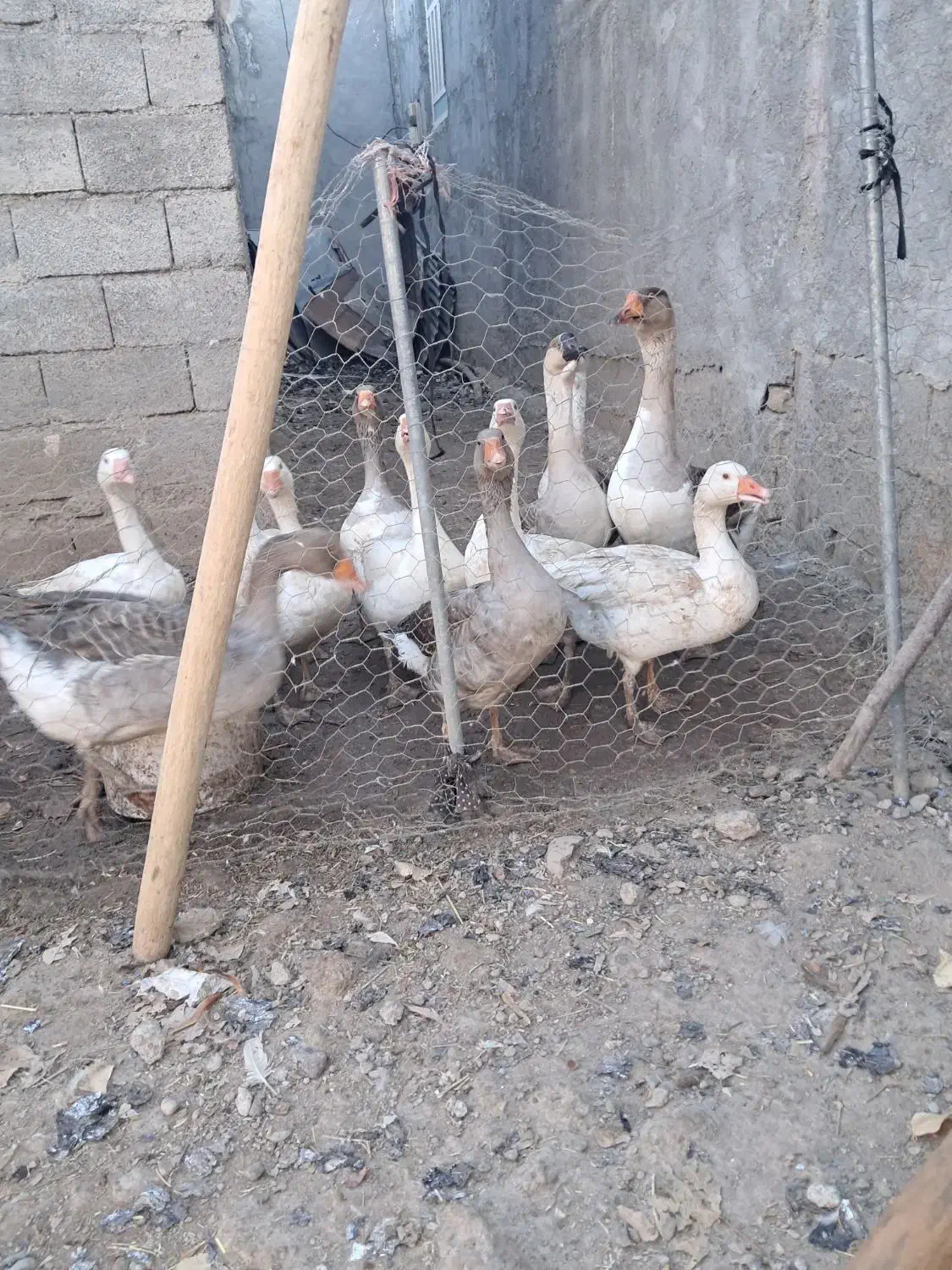 غاز معمولی چاق و چله|حیوانات مزرعه|الشتر, |دیوار