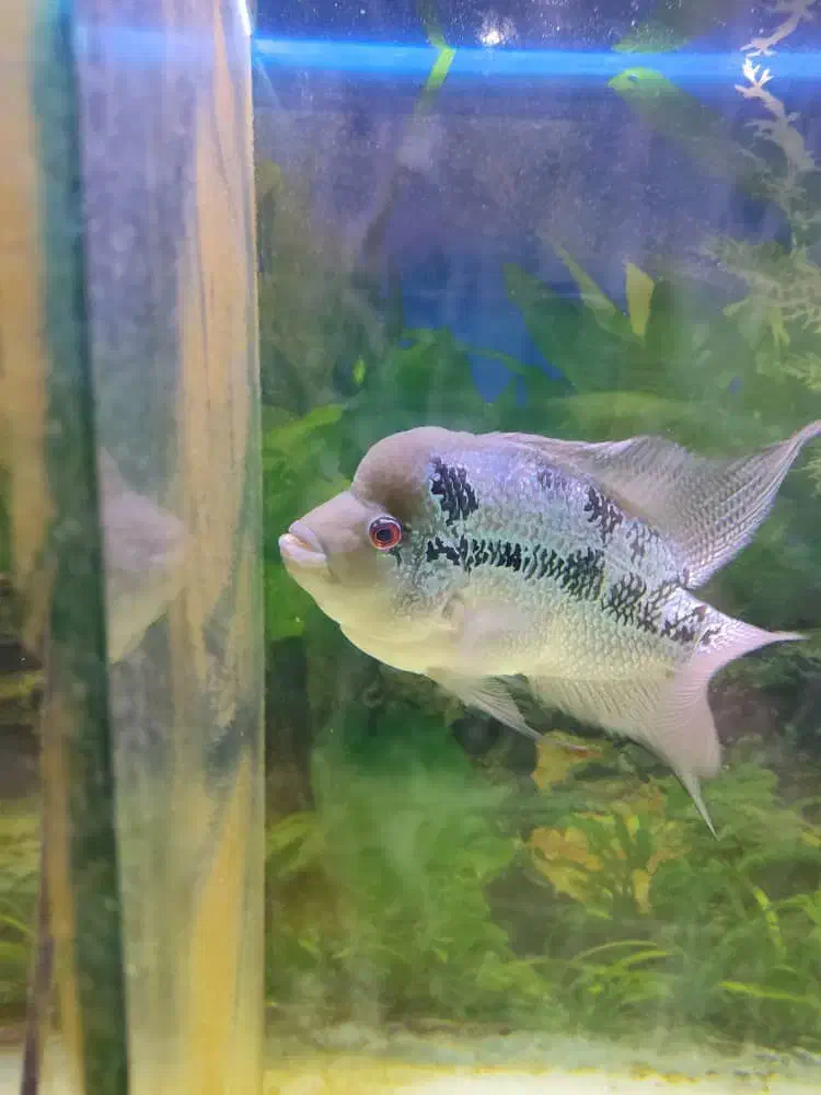 اکواریوم و ماهی فلاور|ماهی|تهران, زهتابی|دیوار