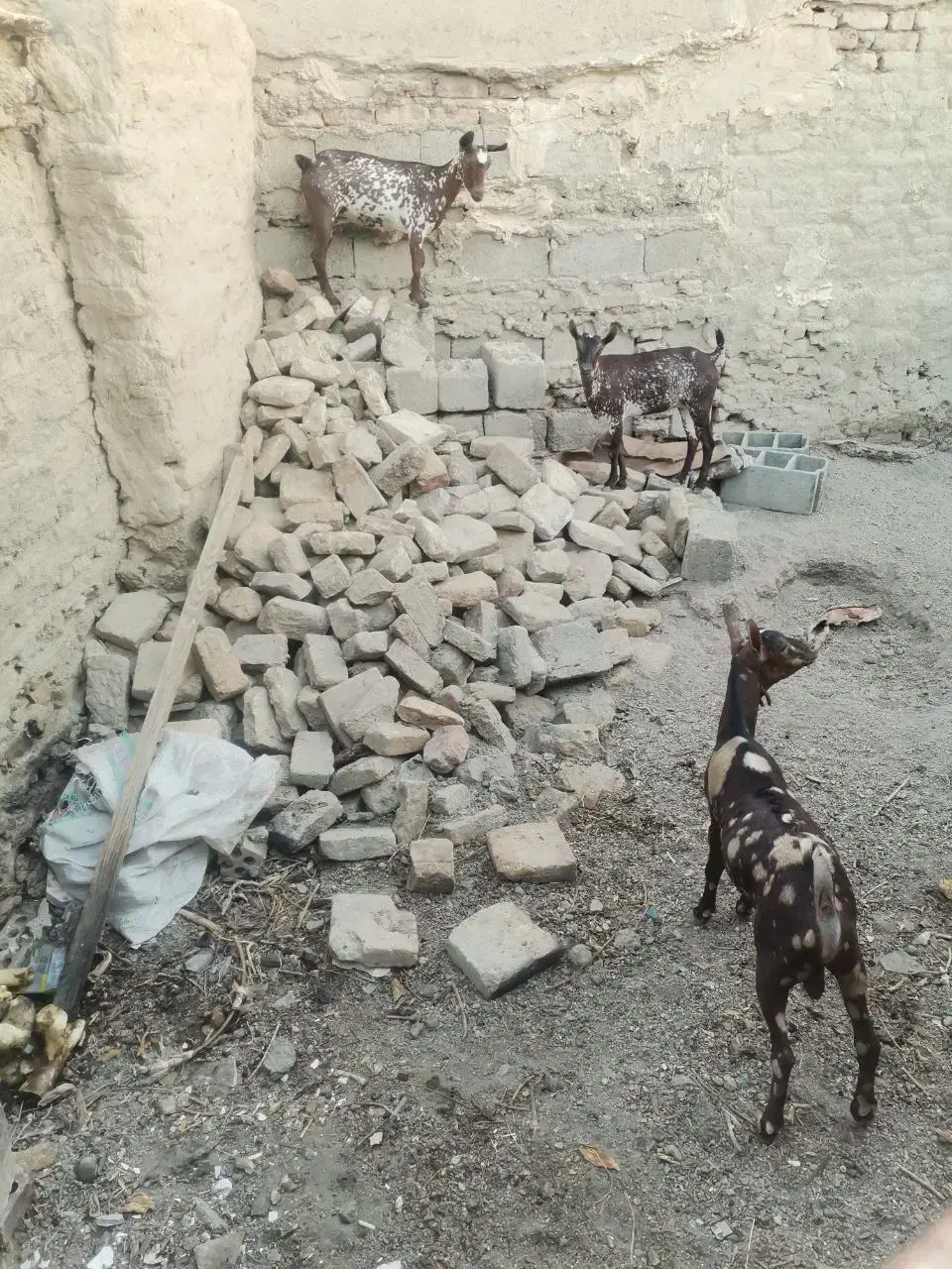 بز چینی|حیوانات مزرعه|جزنیک, |دیوار