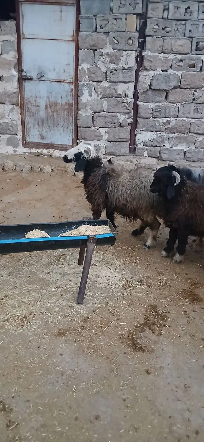 فروش بره|حیوانات مزرعه|ایذه, |دیوار