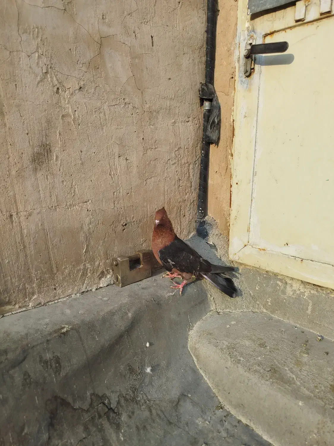 نر آرشینگل|پرنده|قم, چهل اختران|دیوار