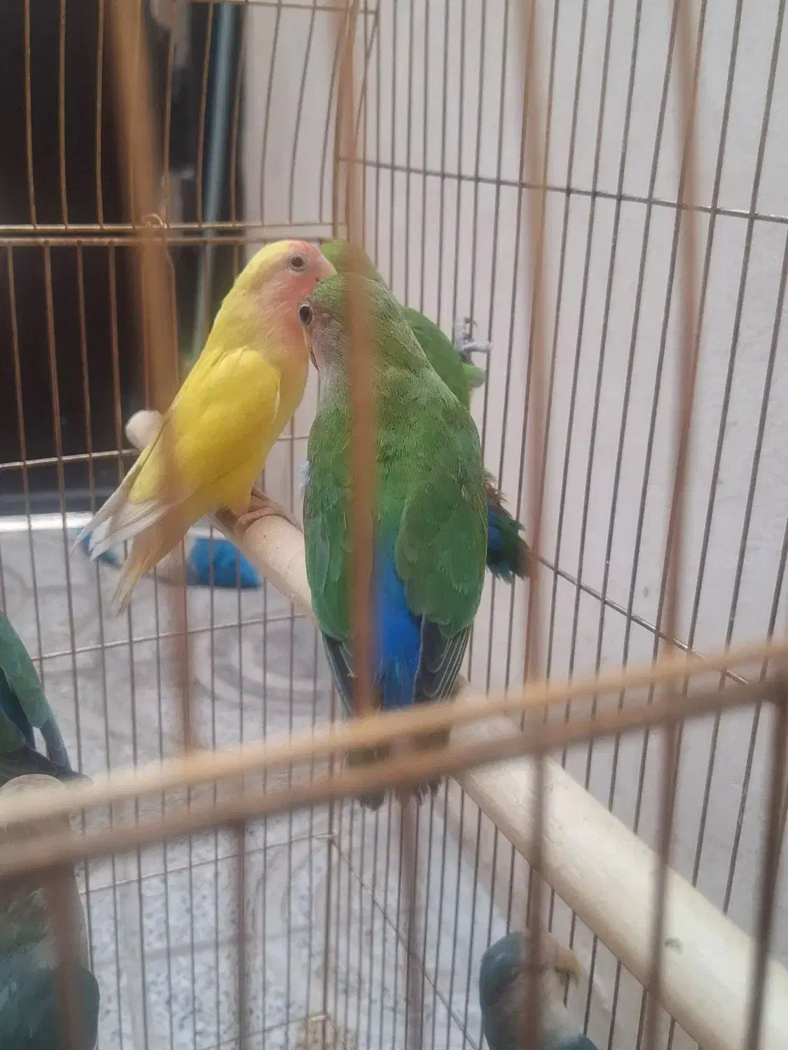 طوطی برزیلی|پرنده|قزوین, |دیوار