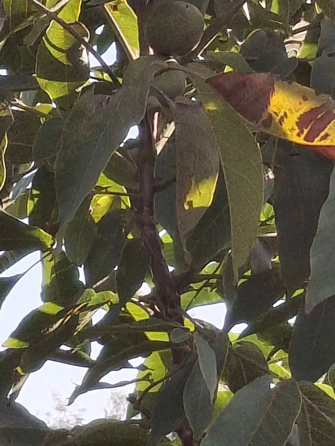 نهال گردو ...|حراج|مینودشت, |دیوار