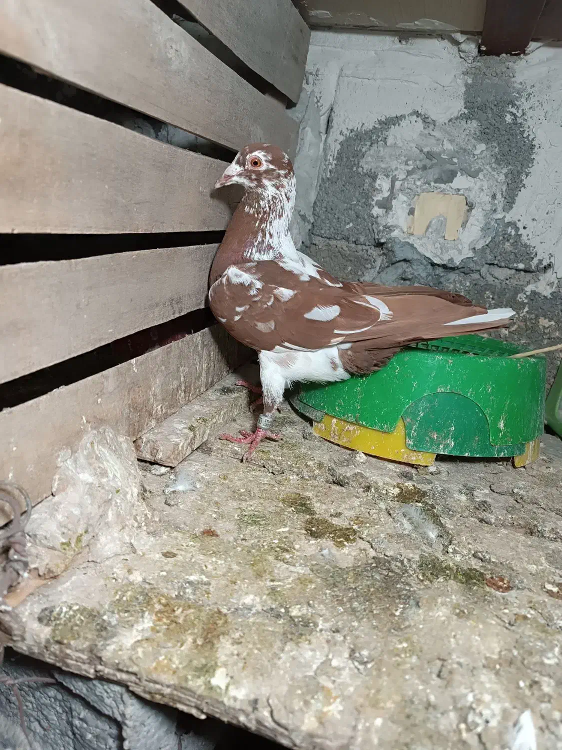 ماده میلمنز|پرنده|شبانکاره, |دیوار