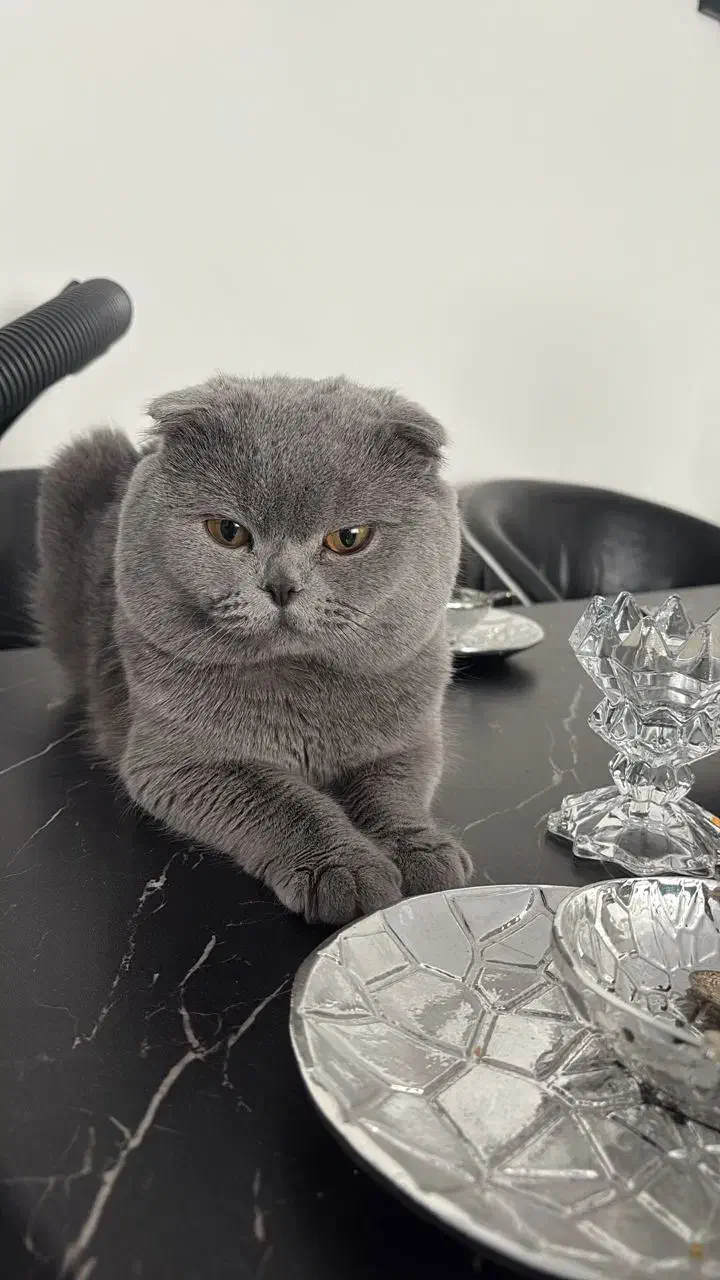 گربه اصیل اسکاتیش نر|گربه|ری, سیزده آبان|دیوار