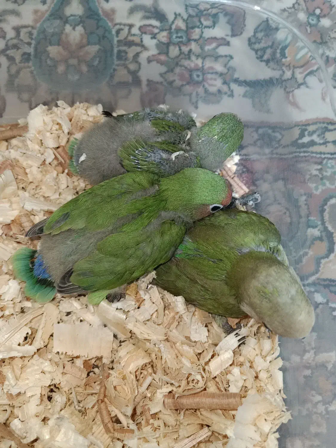 طوطی برزیلی سرلاکی|پرنده|قم, چهل درخت‎|دیوار