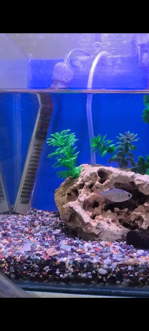 ماهی تترا|ماهی|صحنه, |دیوار