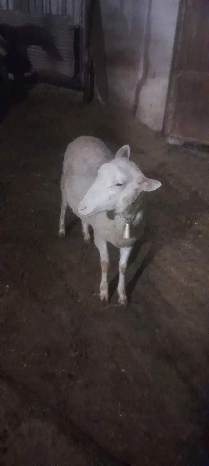 گوسفند رومانوف رومانوف و لاروف|حیوانات مزرعه|مرزیکلا, |دیوار