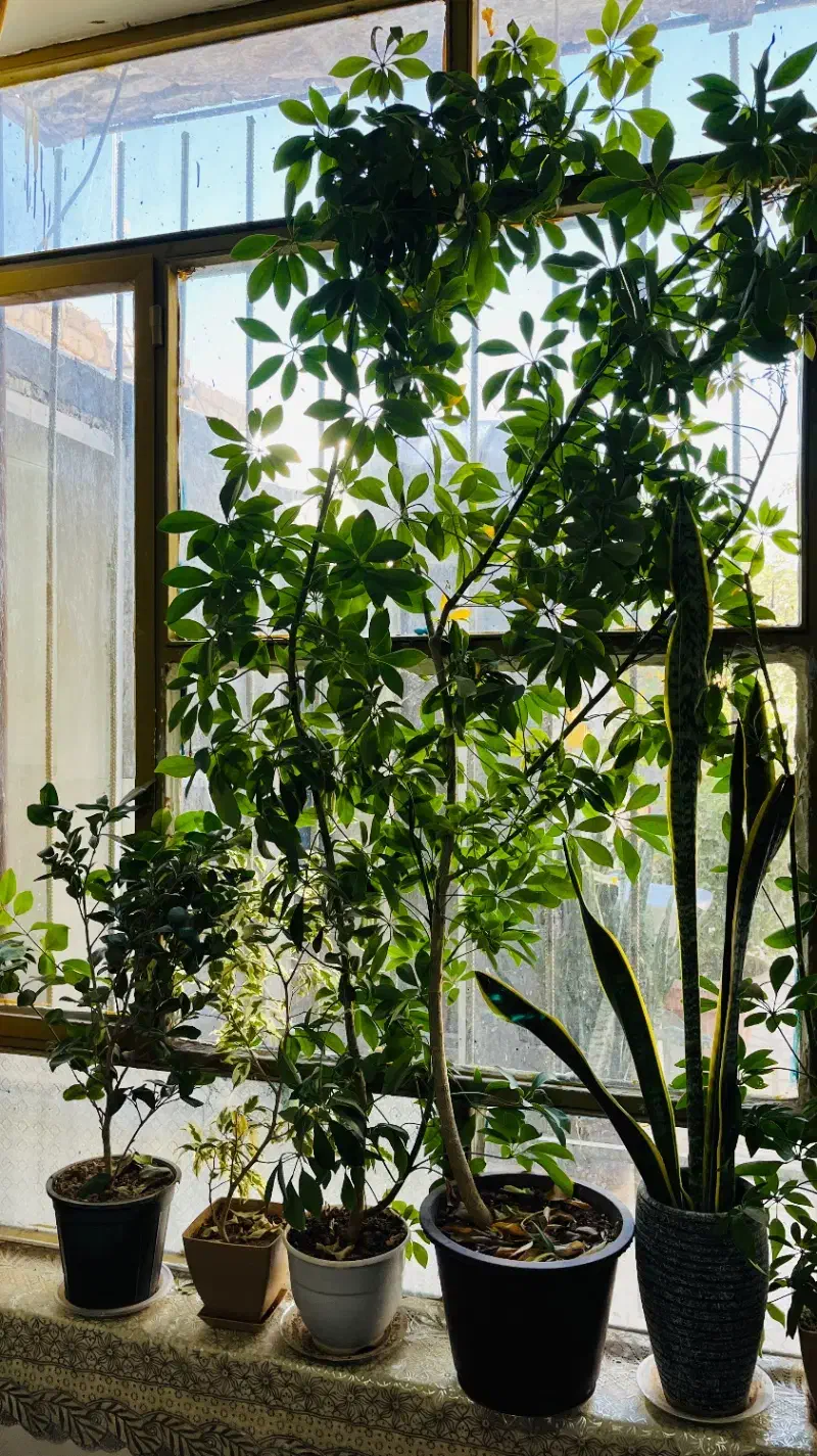 گل های آپارتمانی|گل و گیاه طبیعی|اسفراین, |دیوار