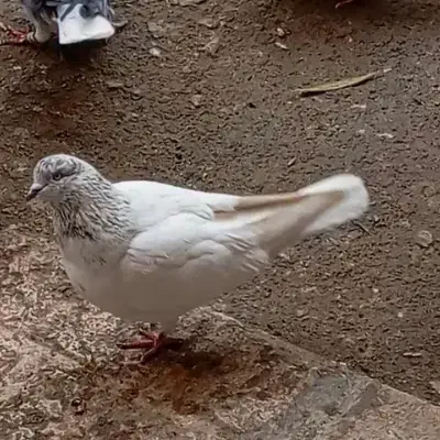 کبوتر|حیوانات|کرمانشاه, |دیوار