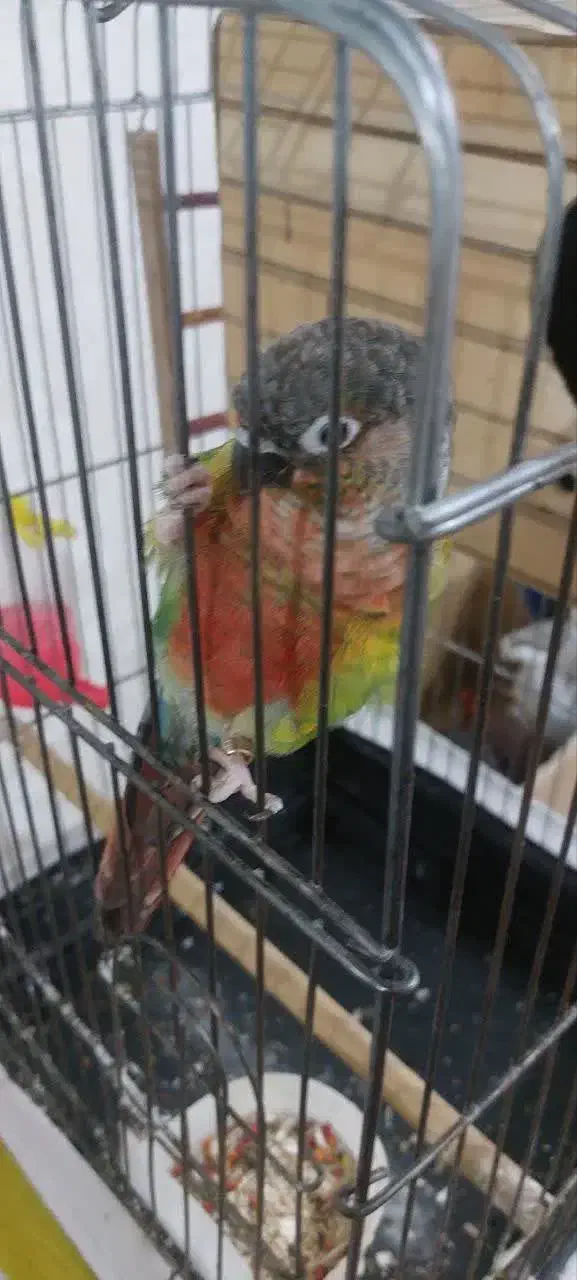 طوطی گیرینچیک جفت نر و ماده|پرنده|اسلام‌شهر, مظفریه|دیوار